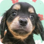 ミックス チワックス オス 子犬販売の専門店 AngelWan