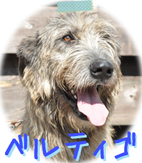アイリッシュウルフハウンド　千葉犬舎　ベルティゴ　子犬販売の専門店　AngelWan　横浜