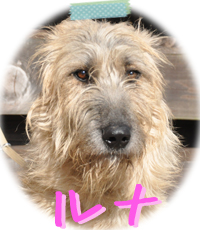 アイリッシュウルフハウンド　千葉犬舎　ルナ　子犬販売の専門店　AngelWan　横浜