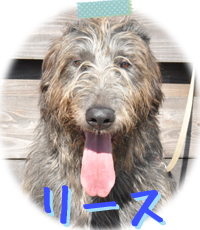 アイリッシュウルフハウンド　千葉犬舎　リース　子犬販売の専門店　AngelWan　横浜