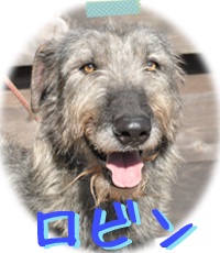 アイリッシュウルフハウンド　千葉犬舎　ロビン　子犬販売の専門店　AngelWan　横浜