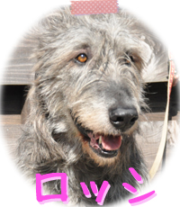 アイリッシュウルフハウンド　千葉犬舎　ロッシ　子犬販売の専門店　AngelWan　横浜