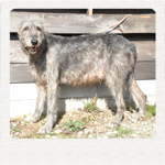 アイリッシュウルフハウンド　千葉犬舎　ロッシ　子犬販売の専門店　AngelWan　横浜