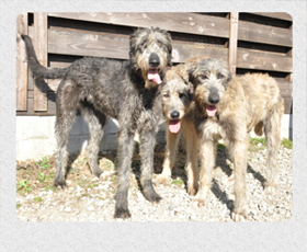 アイリッシュウルフハウンド　千葉犬舎　子犬販売の専門店　AngelWan　横浜
