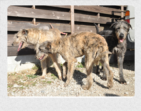 アイリッシュウルフハウンド　千葉犬舎　子犬販売の専門店　AngelWan　横浜