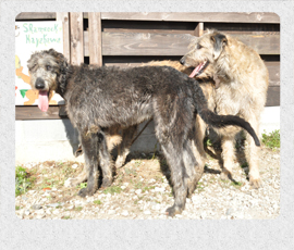 アイリッシュウルフハウンド　千葉犬舎　子犬販売の専門店　AngelWan　横浜