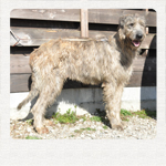 アイリッシュウルフハウンド　千葉犬舎　ベルティゴ　子犬販売の専門店　AngelWan　横浜