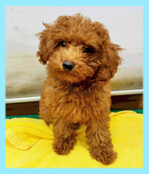 トイプードル　レッド　オス　子犬販売の専門店　AngelWan　横浜