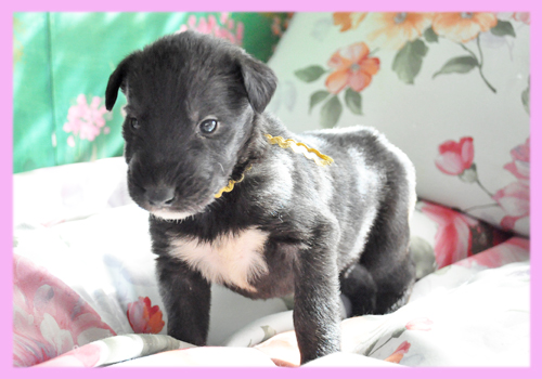 アイリッシュウルフハウンド　メス　ブリンドル　子犬販売の専門店　AngelWan　横浜