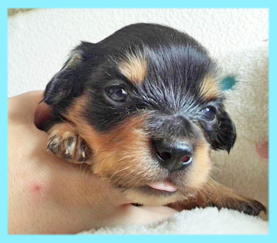 ミックス チワックス オス 子犬販売の専門店 AngelWan 横浜