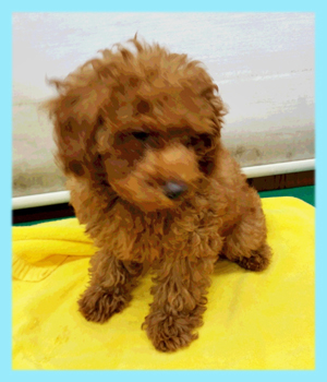 トイプードル　レッド　オス　子犬販売の専門店　AngelWan　横浜