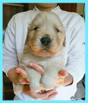 ゴールデンレトリバー　オス　子犬販売の専門店　AngelWan　横浜