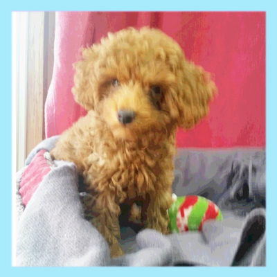 トイプードル　レッド　オス　子犬販売の専門店　AngelWan　横浜