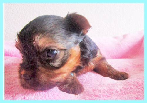 ヨークシャーテリア オス 子犬販売の専門店 AngelWan 横浜