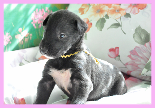 アイリッシュウルフハウンド　メス　ブリンドル　子犬販売の専門店　AngelWan　横浜