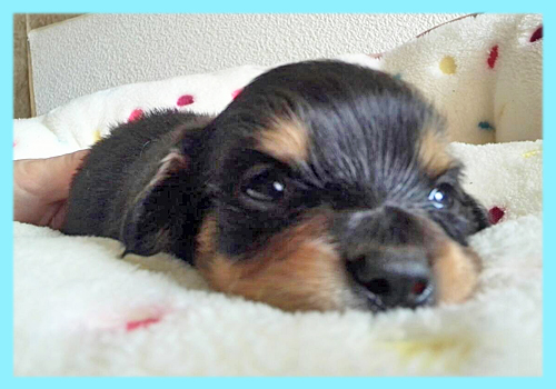 ミックス チワックス オス 子犬販売の専門店 AngelWan 横浜