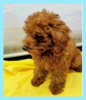 トイプードル　レッド　オス　子犬販売の専門店　AngelWan　横浜