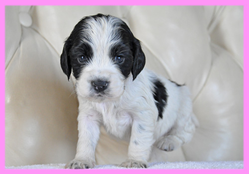 イングリッシュコッカースパニエル ブラック&ホワイト メス 子犬販売の専門店 AngelWan 横浜