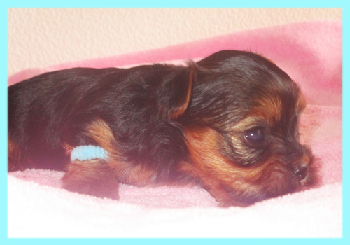ヨークシャーテリア オス 子犬販売の専門店 AngelWan 横浜
