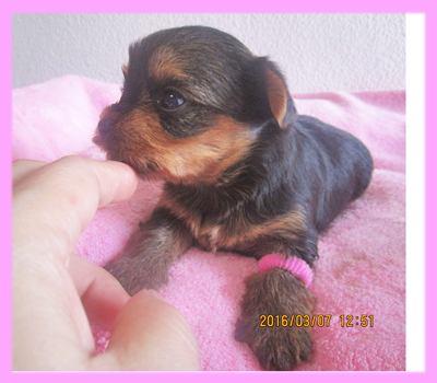 ヨークシャーテリア メス 子犬販売の専門店 AngelWan 横浜