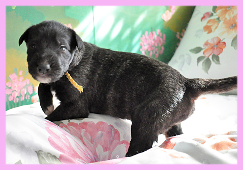 アイリッシュウルフハウンド　メス　ブリンドル　子犬販売の専門店　AngelWan　横浜