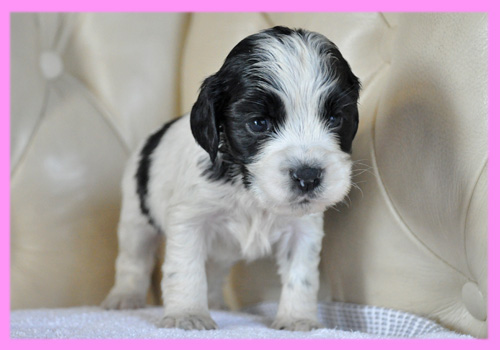 イングリッシュコッカースパニエル ブラック&ホワイト メス 子犬販売の専門店 AngelWan 横浜