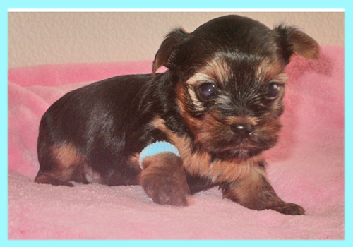 ヨークシャーテリア オス 子犬販売の専門店 AngelWan 横浜