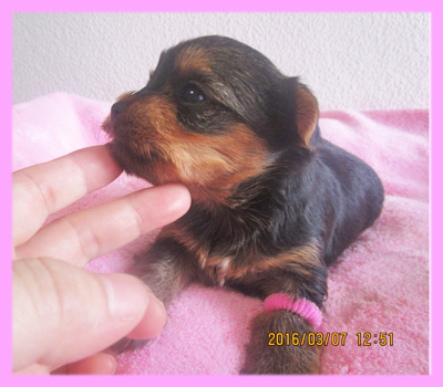 ヨークシャーテリア メス 子犬販売の専門店 AngelWan 横浜