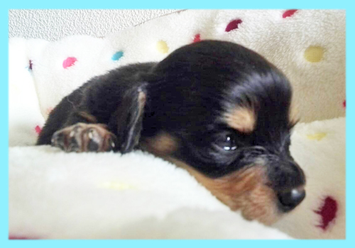 ミックス チワックス オス 子犬販売の専門店 AngelWan 横浜