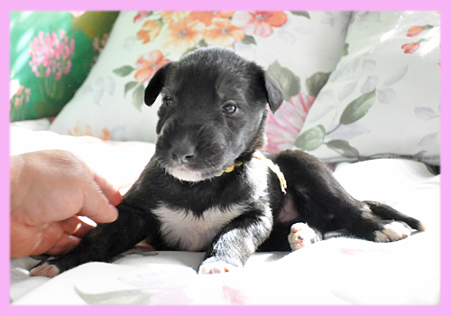 アイリッシュウルフハウンド　メス　ブリンドル　子犬販売の専門店　AngelWan　横浜