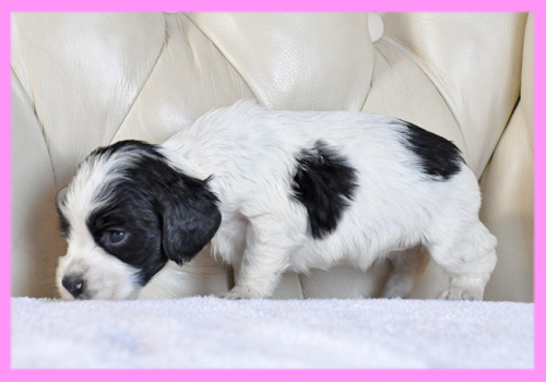 イングリッシュコッカースパニエル ブラック&ホワイト メス 子犬販売の専門店 AngelWan 横浜