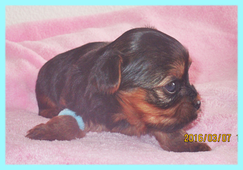ヨークシャーテリア オス 子犬販売の専門店 AngelWan 横浜