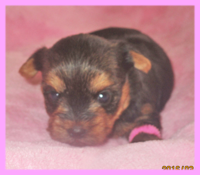 ヨークシャーテリア メス 子犬販売の専門店 AngelWan 横浜