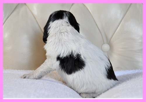 イングリッシュコッカースパニエル ブラック&ホワイト メス 子犬販売の専門店 AngelWan 横浜