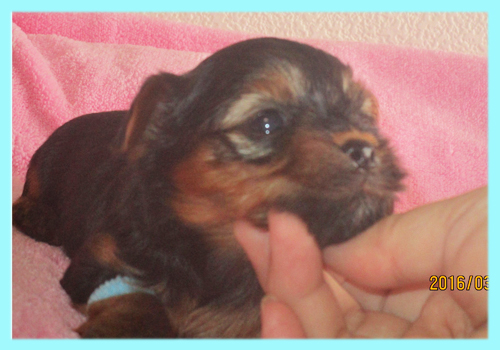 ヨークシャーテリア オス 子犬販売の専門店 AngelWan 横浜
