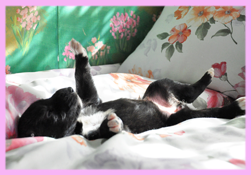 アイリッシュウルフハウンド　メス　ブリンドル　子犬販売の専門店　AngelWan　横浜