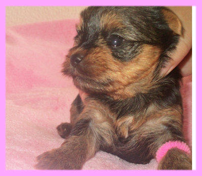 ヨークシャーテリア メス 子犬販売の専門店 AngelWan 横浜