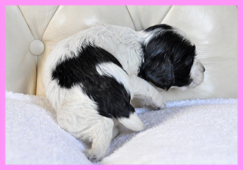 イングリッシュコッカースパニエル ブラック&ホワイト メス 子犬販売の専門店 AngelWan 横浜