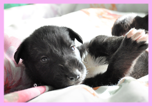 アイリッシュウルフハウンド　メス　ブリンドル　子犬販売の専門店　AngelWan　横浜