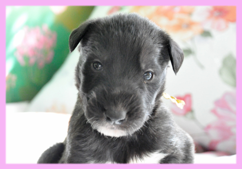 アイリッシュウルフハウンド　メス　ブリンドル　子犬販売の専門店　AngelWan　横浜