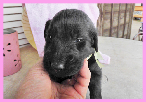 フラットコーテッドレトリバー メス ブラック 子犬販売の専門店 AngelWan 横浜