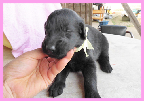 フラットコーテッドレトリバー メス ブラック 子犬販売の専門店 AngelWan 横浜