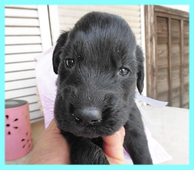 フラットコーテッドレトリバー オス ブラック 子犬販売の専門店 AngelWan 横浜