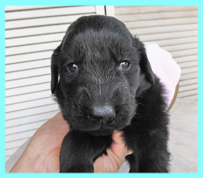 フラットコーテッドレトリバー オス ブラック 子犬販売の専門店 AngelWan 横浜