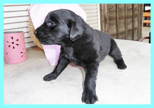 フラットコーテッドレトリバー　オス　ブラック　子犬販売の専門店　AngelWan　横浜