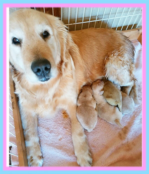 ゴールデンレトリバー　子犬販売の専門店　AngelWan　横浜