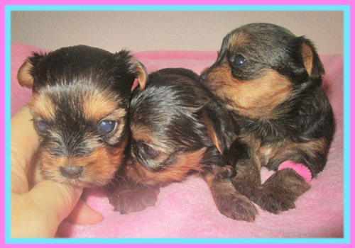 ヨークシャーテリア 子犬販売の専門店 AngelWan 横浜