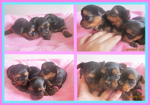 ヨークシャーテリア 子犬販売の専門店 AngelWan 横浜