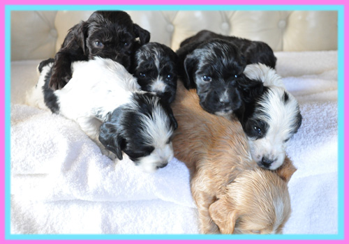 イングリッシュコッカースパニエル　レッド　オス　子犬販売の専門店　AngelWan　横浜