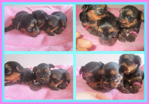 ヨークシャーテリア 子犬販売の専門店 AngelWan 横浜